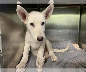 Siberian Husky-Unknown Mix Dogs for adoption in Grand Prairie, TX, USA
