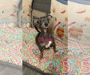 Dachshund-Unknown Mix Dogs for adoption in Ellijay, GA, USA