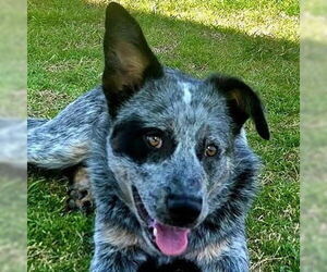 Mutt Dogs for adoption in Canton, CT, USA