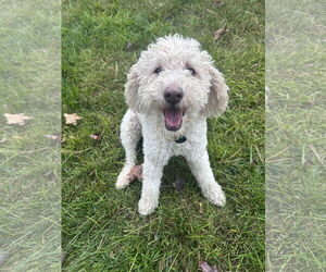 Mutt Dogs for adoption in Sandy, UT, USA