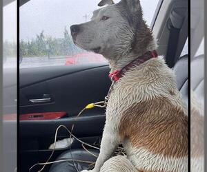 American Pit Bull Terrier-Huskies Mix Dogs for adoption in Anchorage, AK, USA