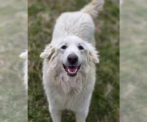 Akbash-Great Pyrenees Mix Dogs for adoption in Cuba, NY, USA