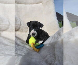 Boxador Dogs for adoption in SHERBURNE, NY, USA