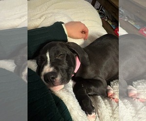 Labrador Retriever-Treeing Walker Coonhound Mix Dogs for adoption in Duluth, MN, USA