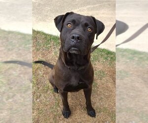 Labrador Retriever-Unknown Mix Dogs for adoption in Tonawanda, NY, USA