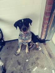 Mutt Dogs for adoption in Weatherford, TX, USA