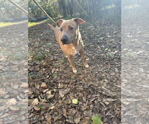American Staffordshire Terrier-Labrador Retriever Mix Dogs for adoption in Jackson, MS, USA