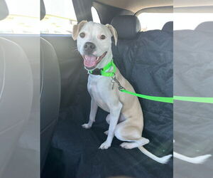 Chihuahua-Labrador Retriever Mix Dogs for adoption in Chandler, AZ, USA