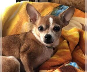 Chihuahua Dogs for adoption in Wichita, KS, USA
