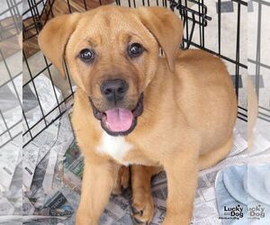 Mastiff-Unknown Mix Dogs for adoption in Washington, DC, USA