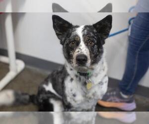 Australian Shepherd-Unknown Mix Dogs for adoption in Mountain Home, AR, USA