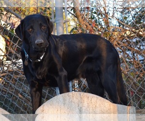 Labrador Retriever Dogs for adoption in Simi Valley, CA, USA