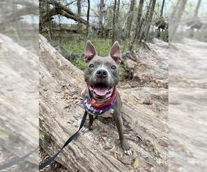 American Staffordshire Terrier Dogs for adoption in Tallahassee, FL, USA