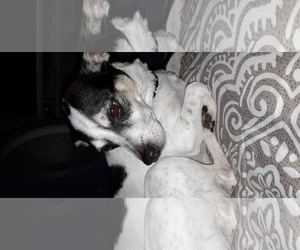 Jack Russell Terrier-Unknown Mix Dogs for adoption in Tampa, FL, USA