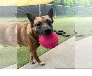 Chow Chow Dogs for adoption in Denton, TX, USA