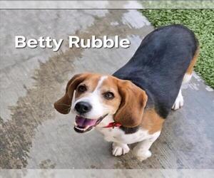 Beagle Dogs for adoption in Derwood, MD, USA