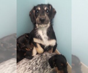 Dachshund Dogs for adoption in Mt. Laurel, NJ, USA
