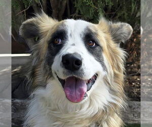 Australian Shepherd Dogs for adoption in Albuquerque, NM, USA