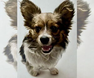 Papillon-Unknown Mix Dogs for adoption in San Diego, CA, USA