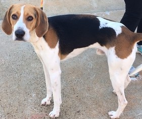 Treeing Walker Coonhound Dogs for adoption in Kennesaw, GA, USA