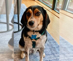 Beagle-Unknown Mix Dogs for adoption in Minneapolis, MN, USA
