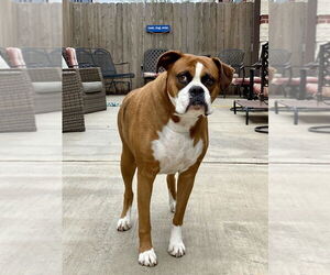 Boxer Dogs for adoption in Austin, TX, USA