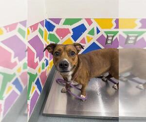 Dachshund-Labrador Retriever Mix Dogs for adoption in Baytown, TX, USA
