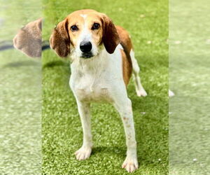 Mutt Dogs for adoption in Hilton Head, SC, USA