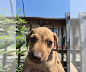 American Staffordshire Terrier-Unknown Mix Dogs for adoption in San Antonio, TX, USA