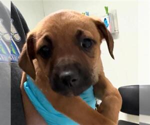 Chihuahua Dogs for adoption in Bakersfield, CA, USA