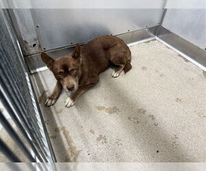 Siberian Husky-Unknown Mix Dogs for adoption in San Bernardino, CA, USA