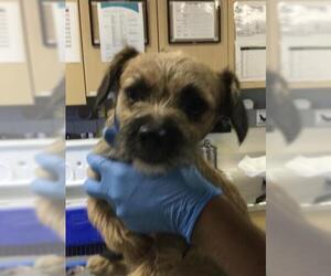 Mutt Dogs for adoption in Riverside, CA, USA
