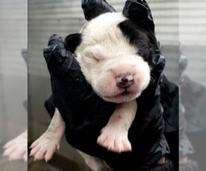 American Pit Bull Terrier Dogs for adoption in San Bernardino, CA, USA