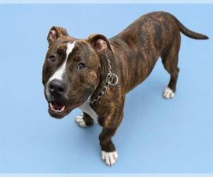Mutt Dogs for adoption in HESPERIA, CA, USA