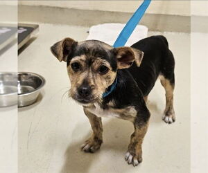 Chihuahua Dogs for adoption in Fremont, CA, USA