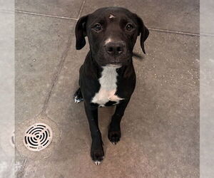 Labrador Retriever-Unknown Mix Dogs for adoption in Tavares, FL, USA