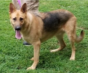 German Shepherd Dog Dogs for adoption in Winston Salem, NC, USA