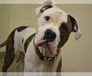 American Bulldog Dogs for adoption in Aurora, CO, USA