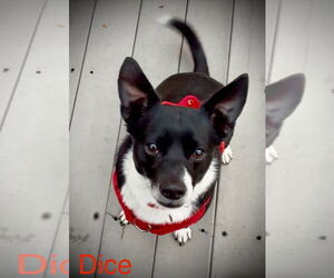 Beagle-Chihuahua Mix Dogs for adoption in Berlin, MD, USA
