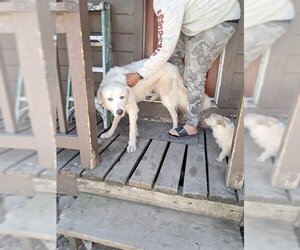 Great Pyrenees Dogs for adoption in South Lake Tahoe, CA, USA