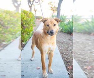 Golden Retriever Dogs for adoption in El Cajon, CA, USA