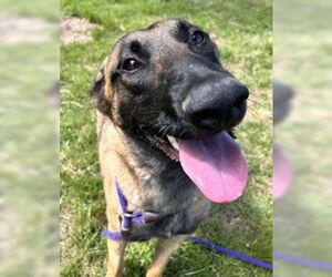 Mutt Dogs for adoption in Salinas, CA, USA