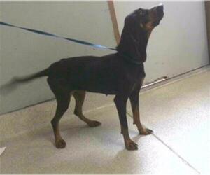 Black and Tan Coonhound Dogs for adoption in Tallahassee, FL, USA