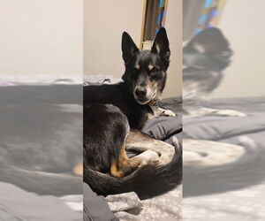 Gerberian Shepsky Dogs for adoption in Ogden, UT, USA