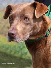 Labrador Retriever Dogs for adoption in Bedford, VA, USA