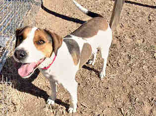 American Foxhound Dogs for adoption in Santa Fe, NM, USA