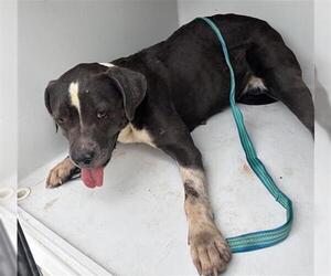 American Pit Bull Terrier Dogs for adoption in Houston, TX, USA