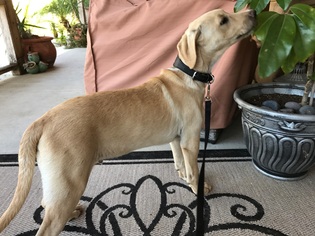 Labrador Retriever-Unknown Mix Dogs for adoption in Angleton, TX, USA