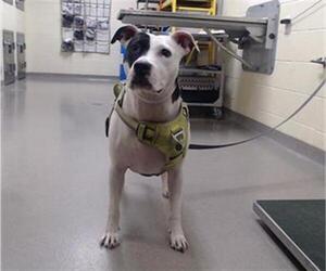 American Pit Bull Terrier-Unknown Mix Dogs for adoption in Denver, CO, USA