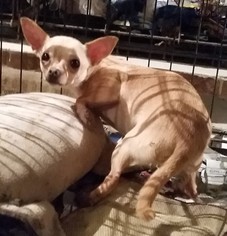 Chihuahua Dogs for adoption in Silverlake, WA, USA